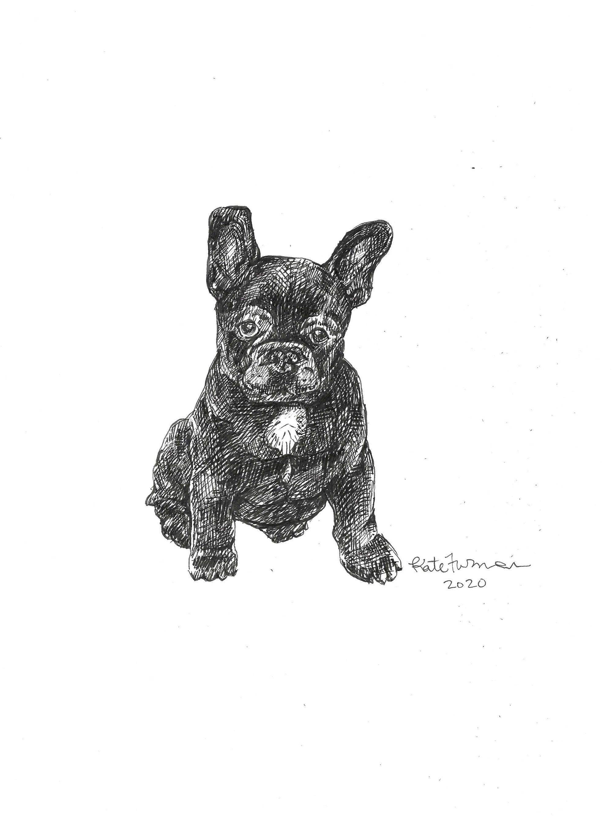 Pet Portrait