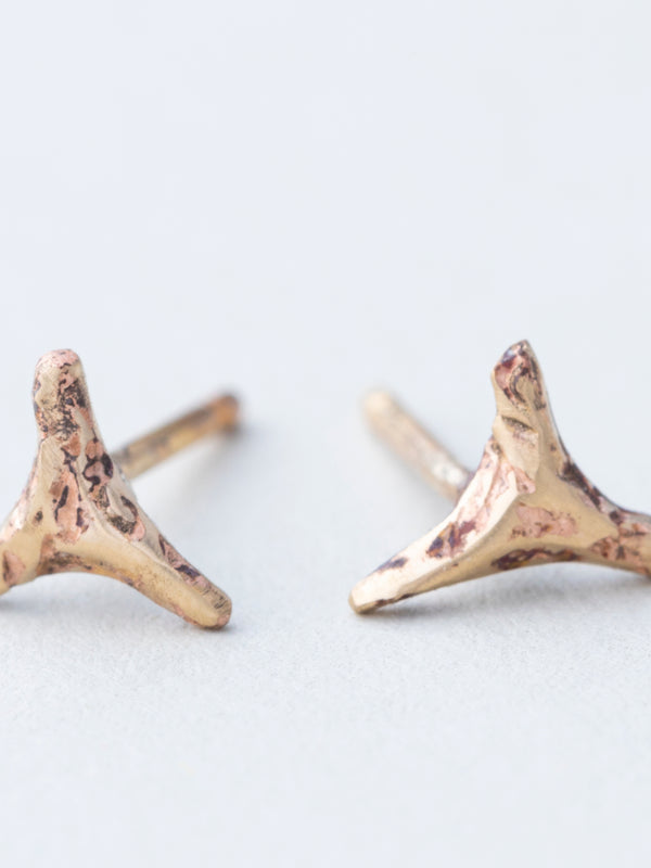 Tiny Shark Teeth